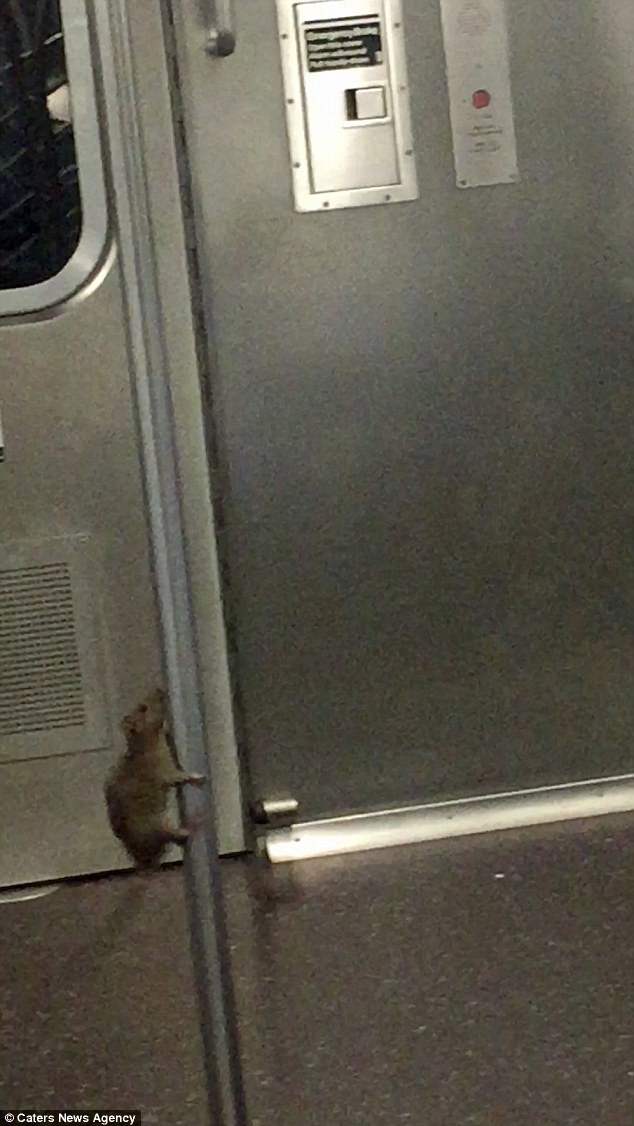 Фото крысы в метро