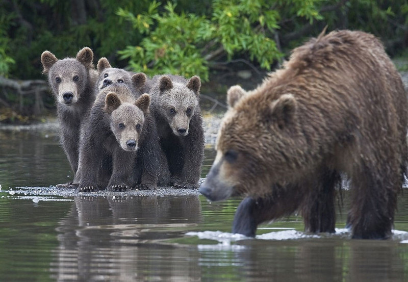 Суровое обаяние медведей в фотографиях Сергея Иванова