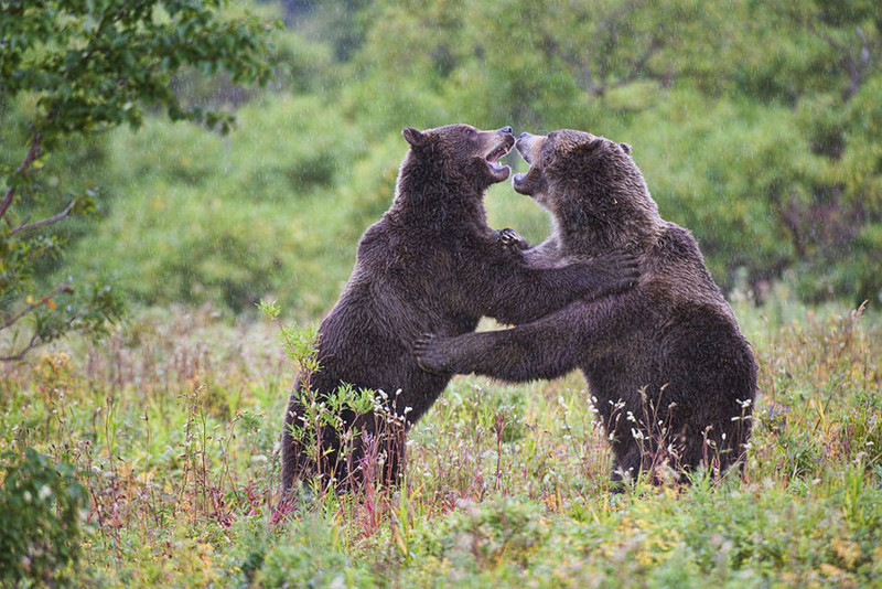 Суровое обаяние медведей в фотографиях Сергея Иванова