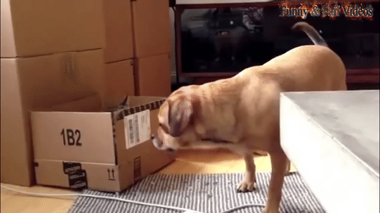 Кот в засаде