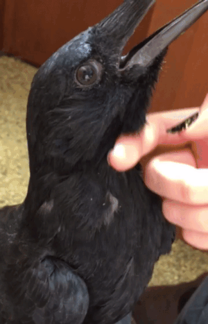 А вы знали, что у ворон есть уши?