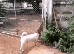 "Выходи гулять"