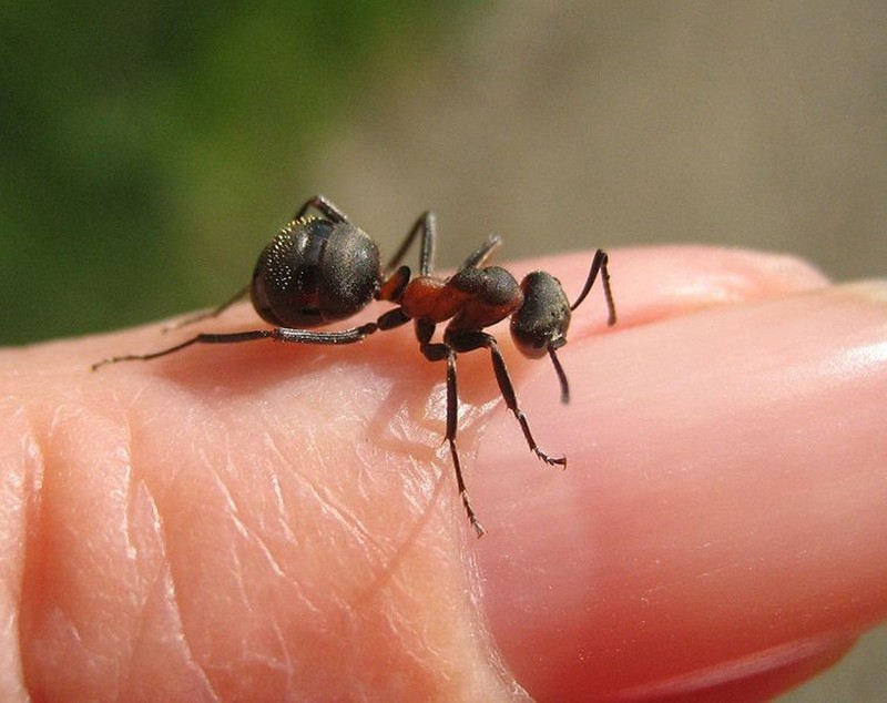 Ловец муравьев