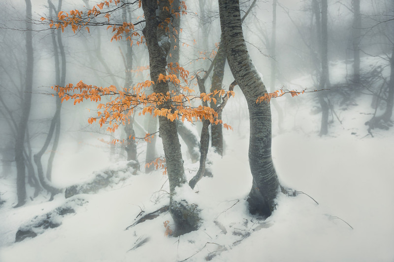 Крым: Ай-Петри, буковый лес у подножия Демерджи Средняя температура: −4°C +2°C