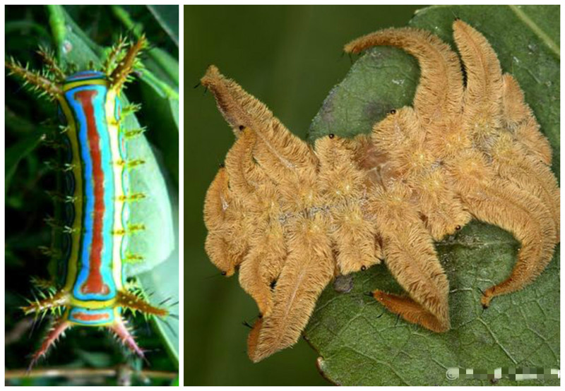 Вторая разновидность гусениц, которые свободно обитают на поедаемых растениях, составляют большинство гусениц крупных видов бабочек.