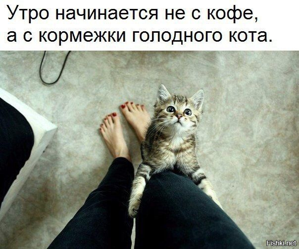 Ты опять уходишь на работу скажи честно у тебя там другой кот картинка