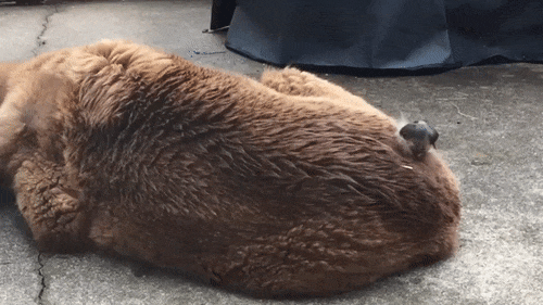 Отличный материал для гнезда