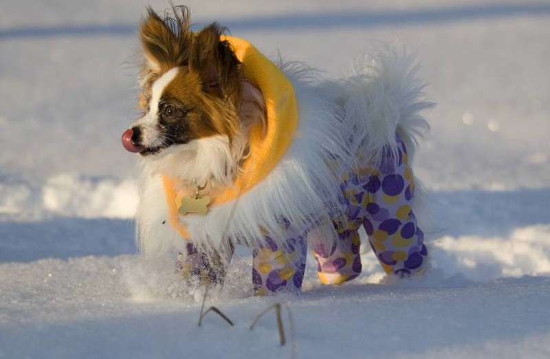 Одежда для собак: во что одеть питомца зимой?