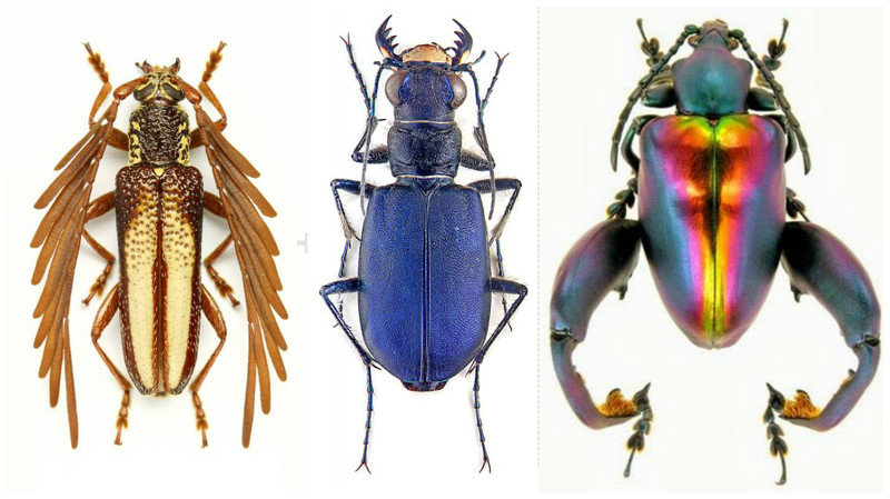 У насекомых все как у людей - они тоже делятся на букашек и жуков