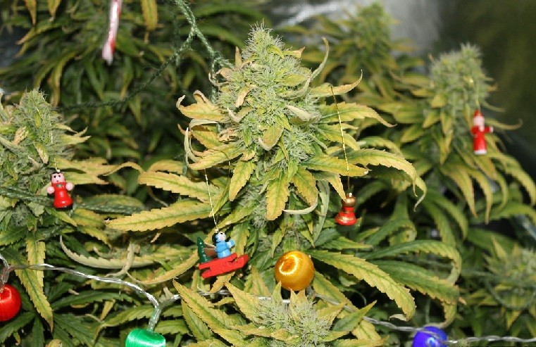 Елка на новый год из конопли семена марихуаны наложенным платеж