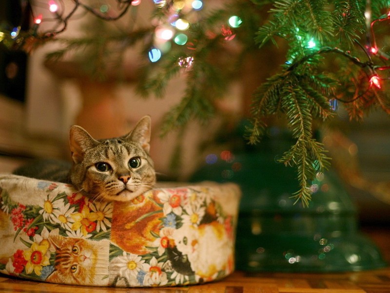 Праздничные котики ждут Новый год
