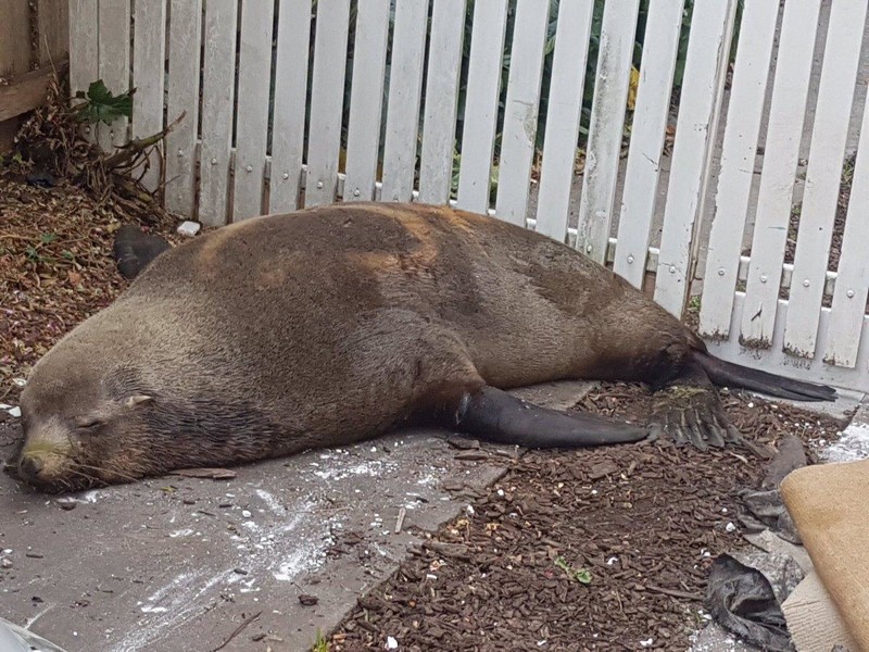В Австралии тюлень помял припаркованный автомобиль