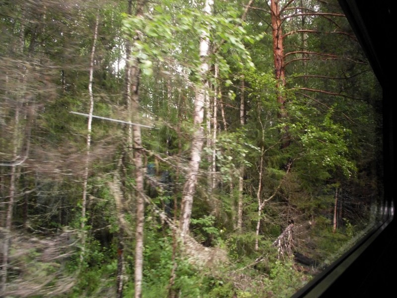 Временами кажется, что лесные кроны сейчас сомкнутся над поездом. Кстати, в лесу много деревьев, обильно поросших лишайником, — признак отличной экологии.