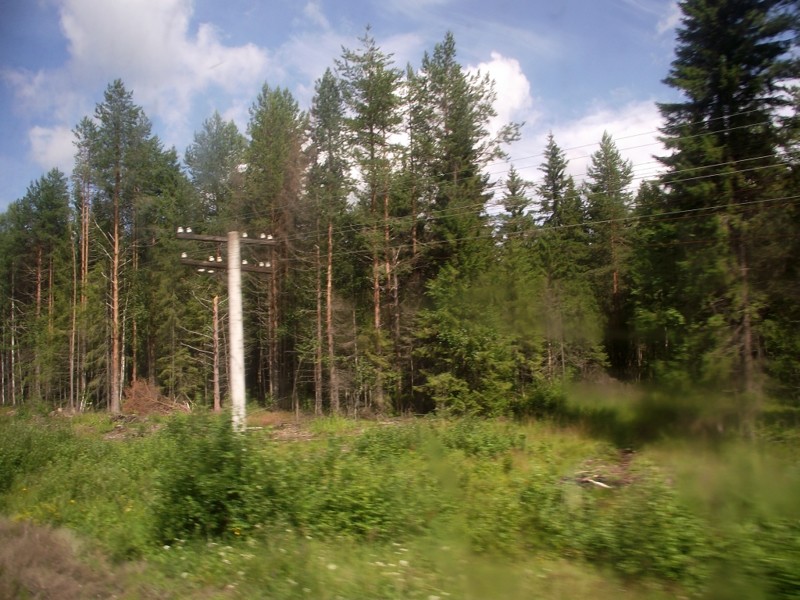 И снова в путь. И за окном проплывает лес под стук колёс. После отправления из Сусоловки мелькнул знак "Северная железная дорога". Началась Архангельская область. Ехать до Котласа — полтора часа.