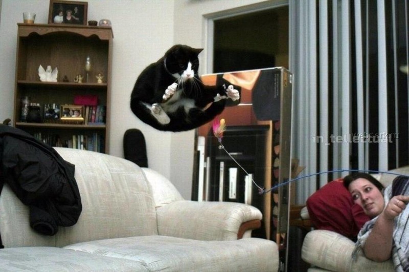 Коты против гравитации...
