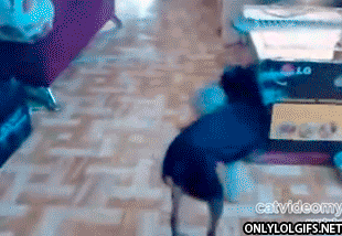 Немного гифок