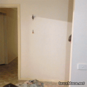 Еще немного гифок