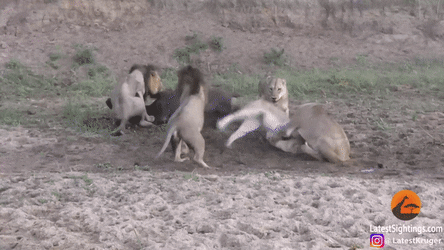 Еще немного гифок