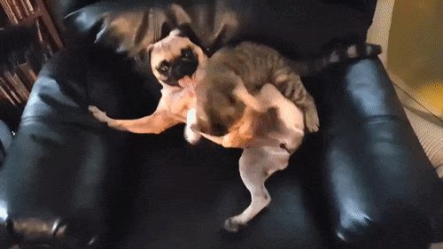 Еще немного гифок