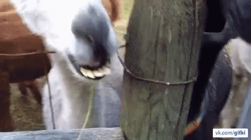 Еще немного гифок