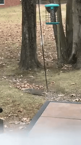 Еще немного гифок