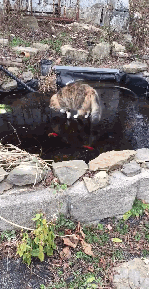 Еще немного гифок