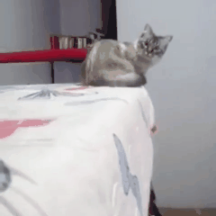 Еще немного гифок