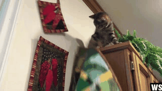 Еще немного гифок