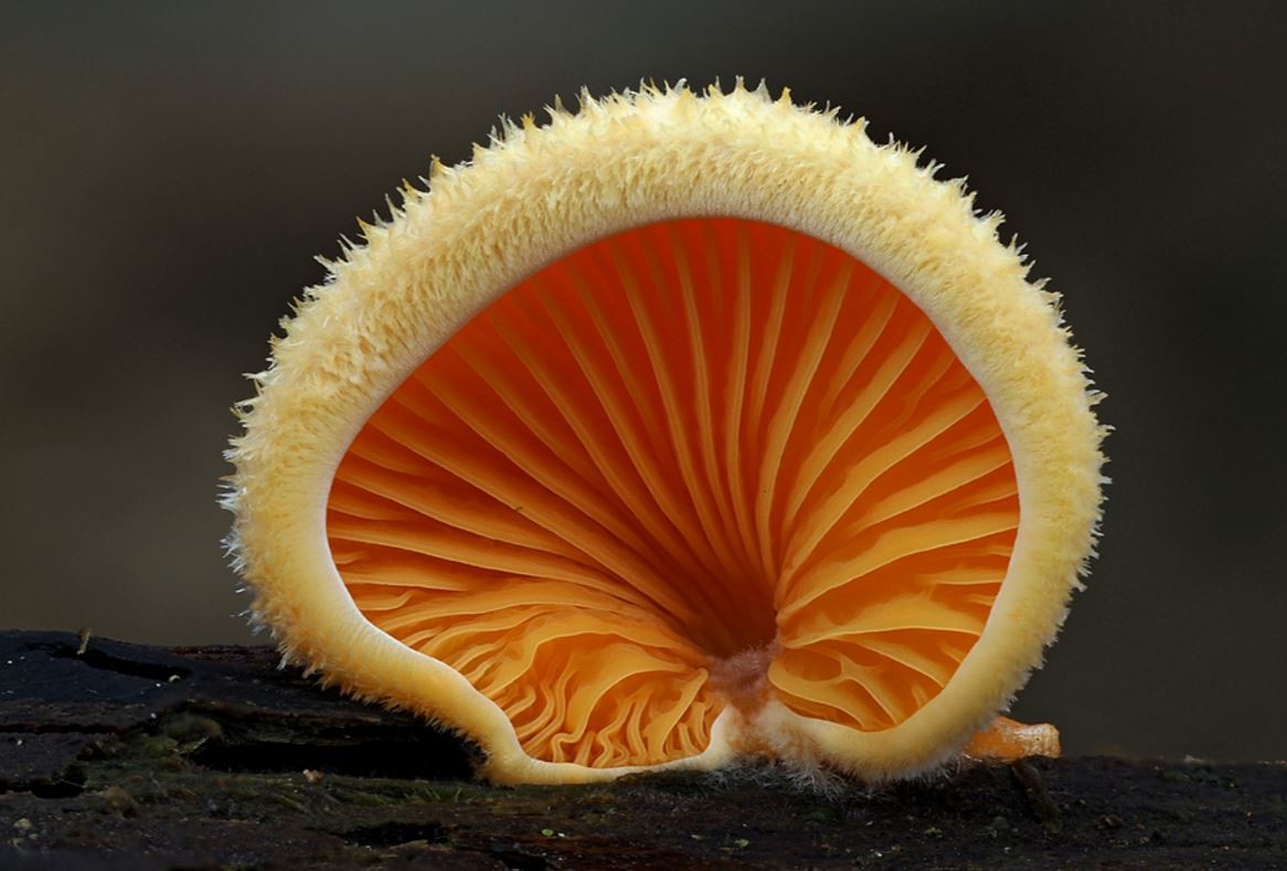 Экзотические грибы. Подосерпула Миранда гриб. Родотус гриб. Грибы экзоты. Родотус дланевидный.