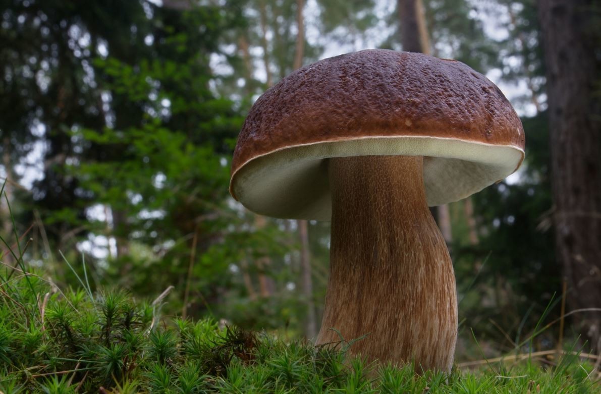 Какие грибы можно собирать, а за какие почти пожизненный срок (ФОТО)