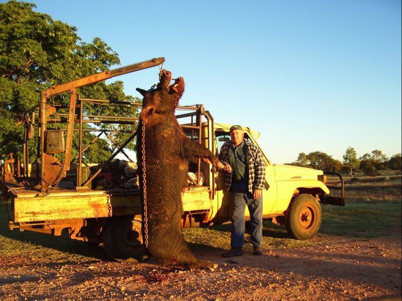 Австралийский фермер поймал кабана, который ел его собак 