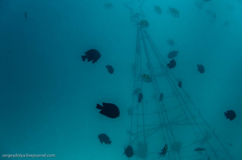  Но самая необычная - на дне океана, под водой: