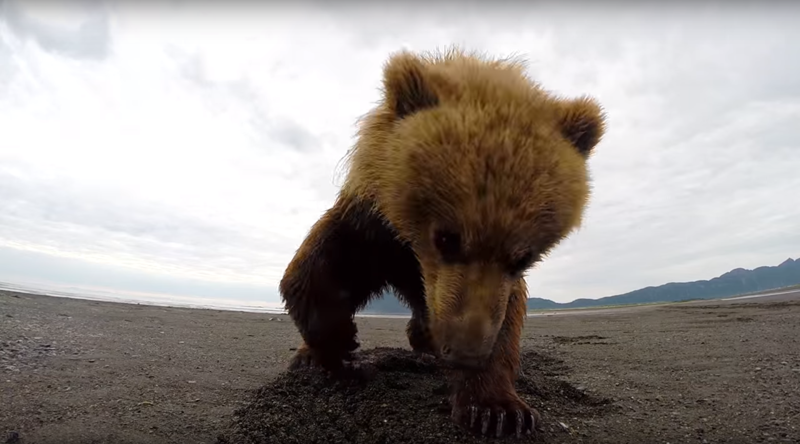 Лучшие GoPro-видео 2015 года