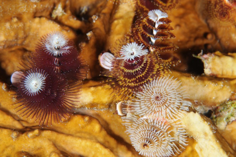Самые новогодние морские черви