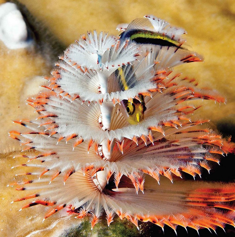 Морские черви красного моря