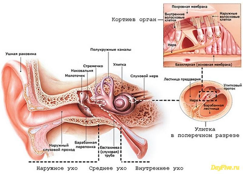 Внутреннее ухо содержит. Строение внутреннего уха Кортиев орган. Кортиев орган в улитке внутреннего уха. Строение слухового анализатора Кортиев орган. Внутреннее строение органа уха.