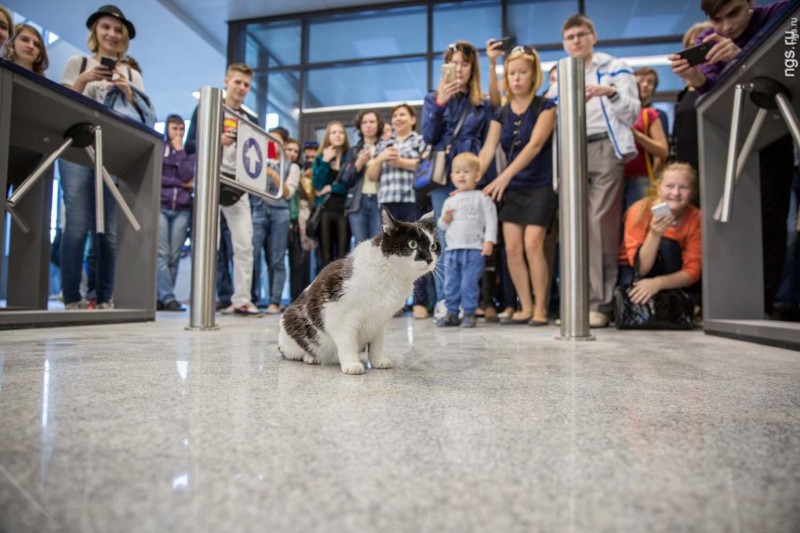 31 августа, Академгородок, кот Ништяк открывает новый корпус НГУ. Фото: Александр Ощепков.