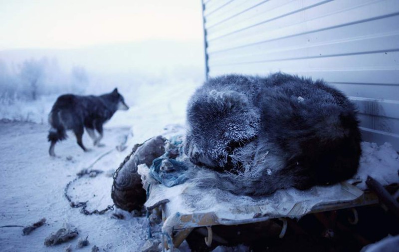 Как живут на якутском Полюсе холода
