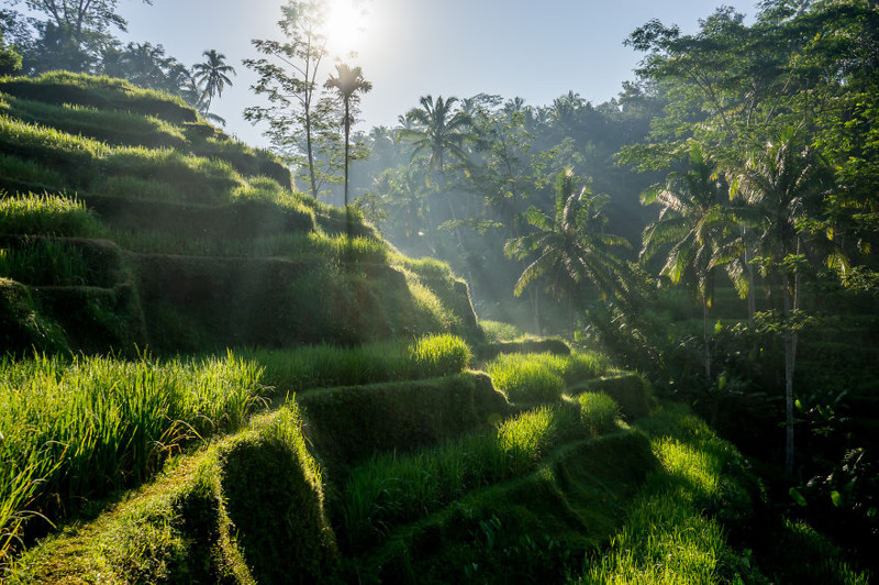 Рисовые заливные поля на Бали