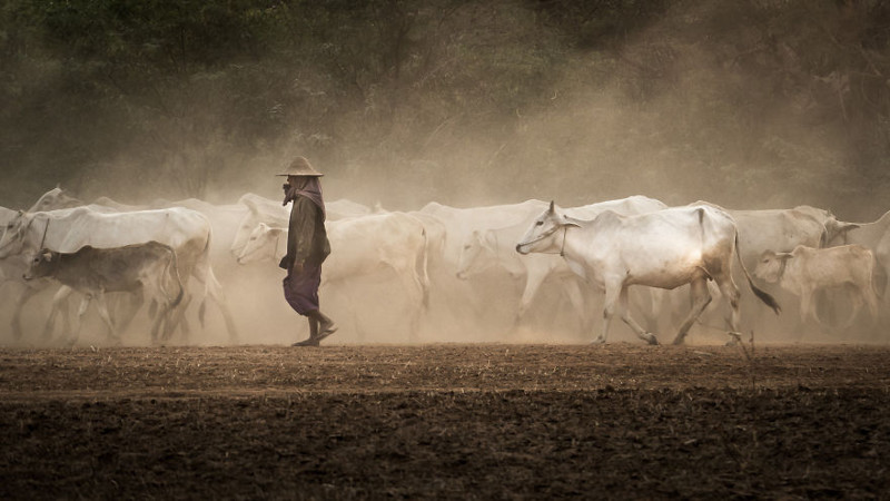Фермер в Пагане, Мьянма