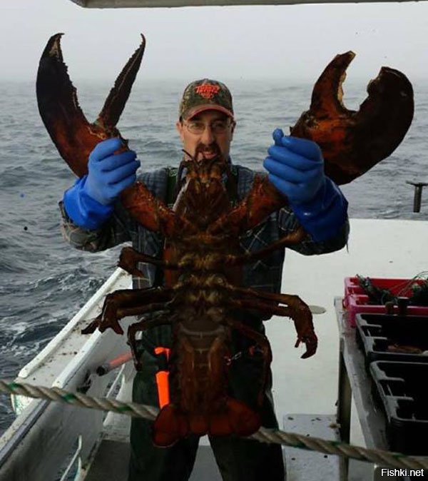 Самый большой омар в мире фото