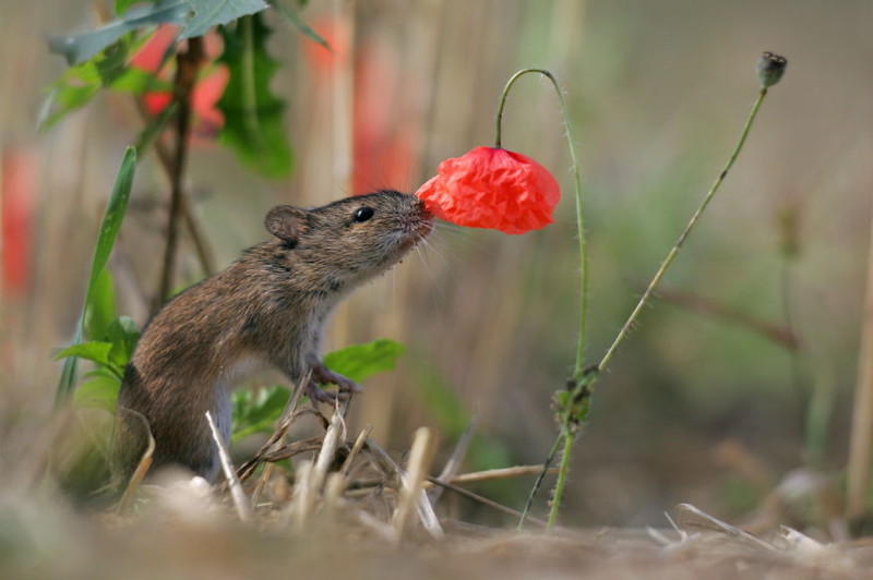 15 фотографий животных, которые любят вдыхать аромат цветов