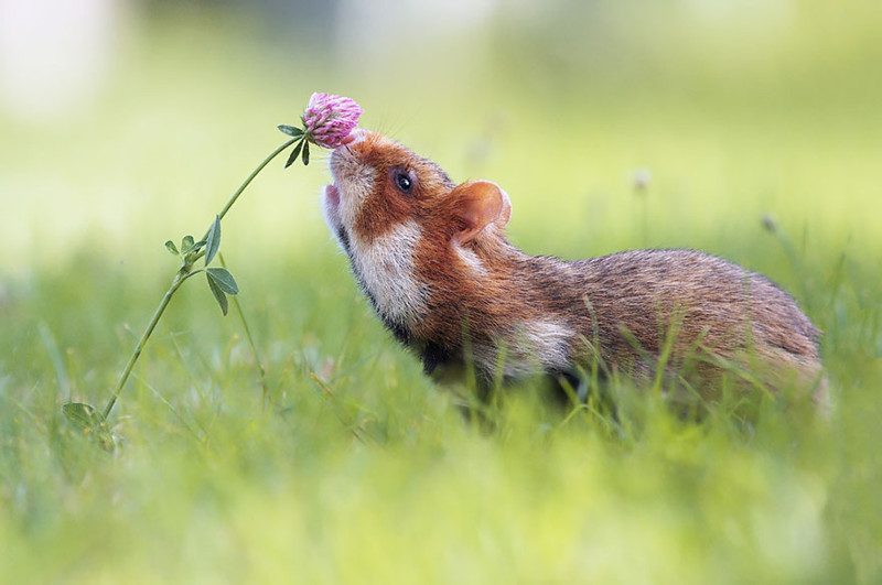 15 фотографий животных, которые любят вдыхать аромат цветов