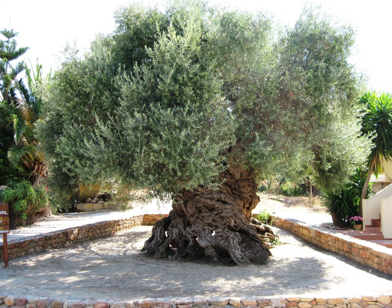 4. Оливковое дерево Вувос (Vouves)