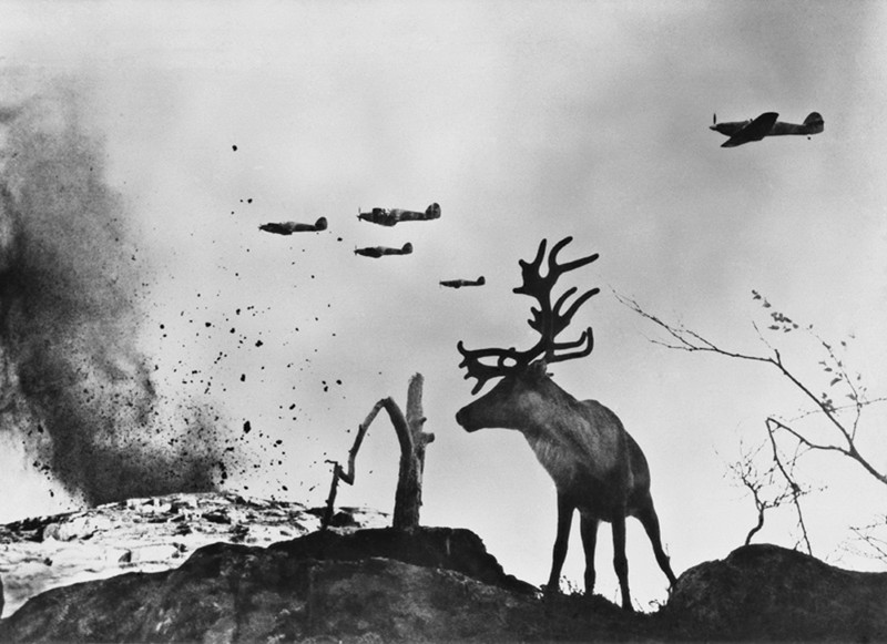 Это олень Яша и что фото сделано в 1942г. в Заполярье.