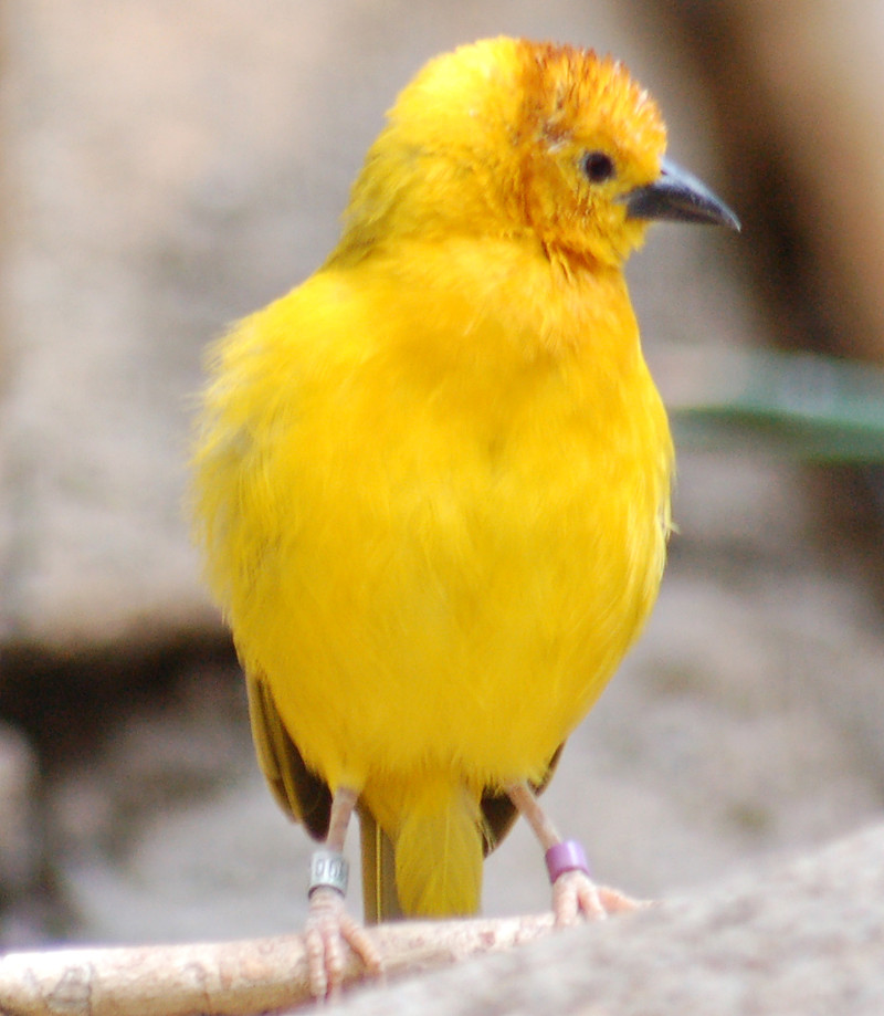 2. Золотая птица (Ploceus subaureus, Африканский ткачик).