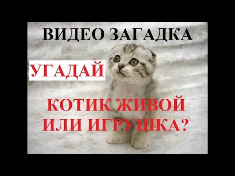 Забавные кошки 2016. Котенка прибило не по детски. 