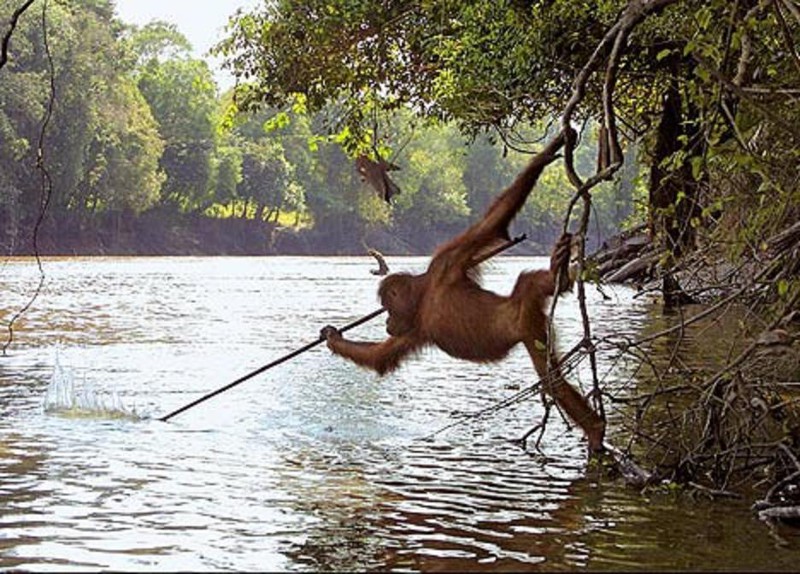 1. Орангутаны охотятся с острогой.