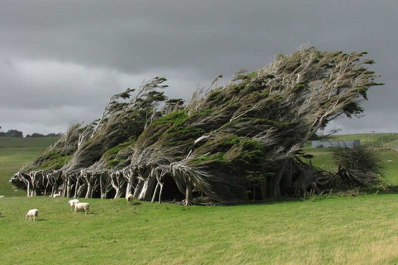 Изогнутые ветром деревья, Новая Зеландия