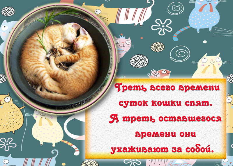 Интересные факты о кошках в открытках